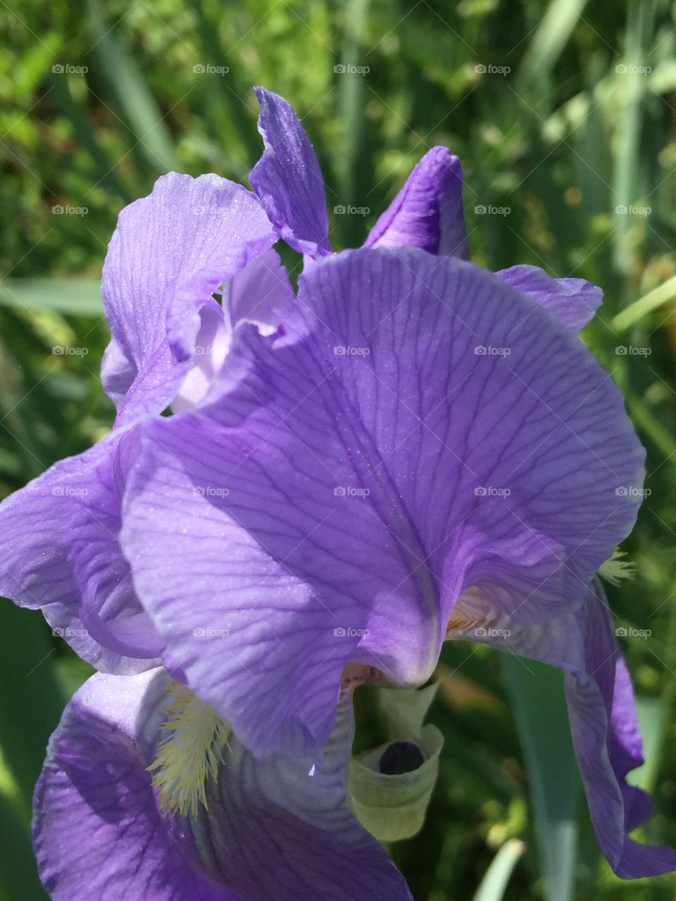 Purple iris