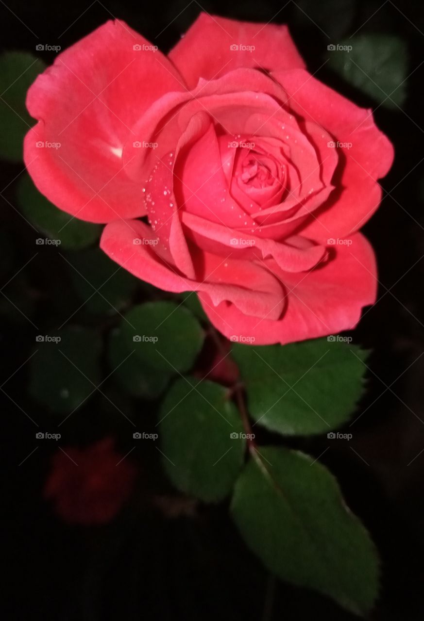 uma linda rosa