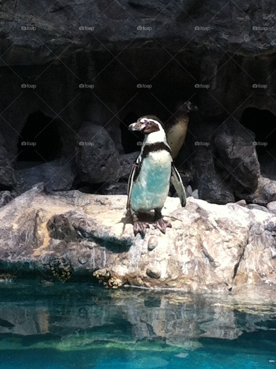 Penguin. Penguin at Brookfield zoo