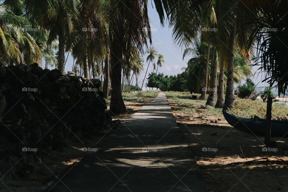 No Person, Palm, Tree, Tropical, Travel