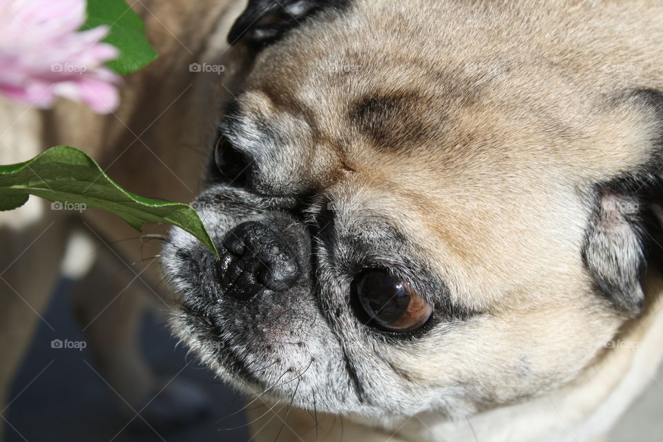 Just a pug enjoying the garden 