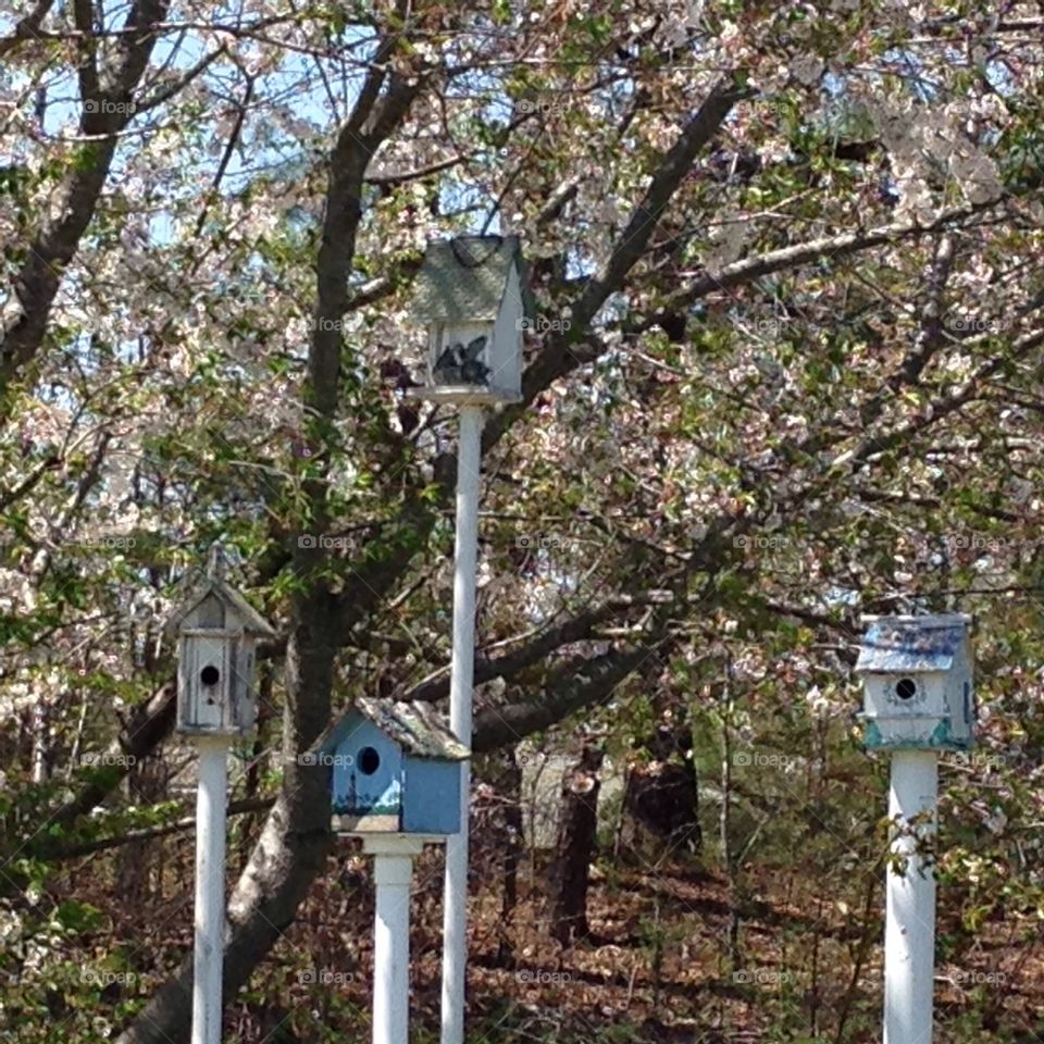 Birdhouses