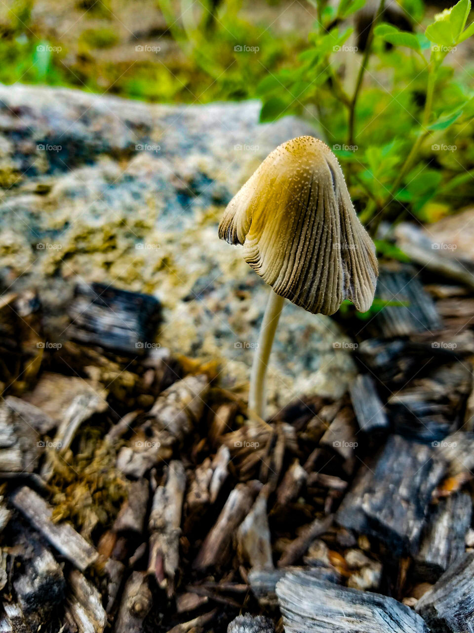Close Up Mushroom