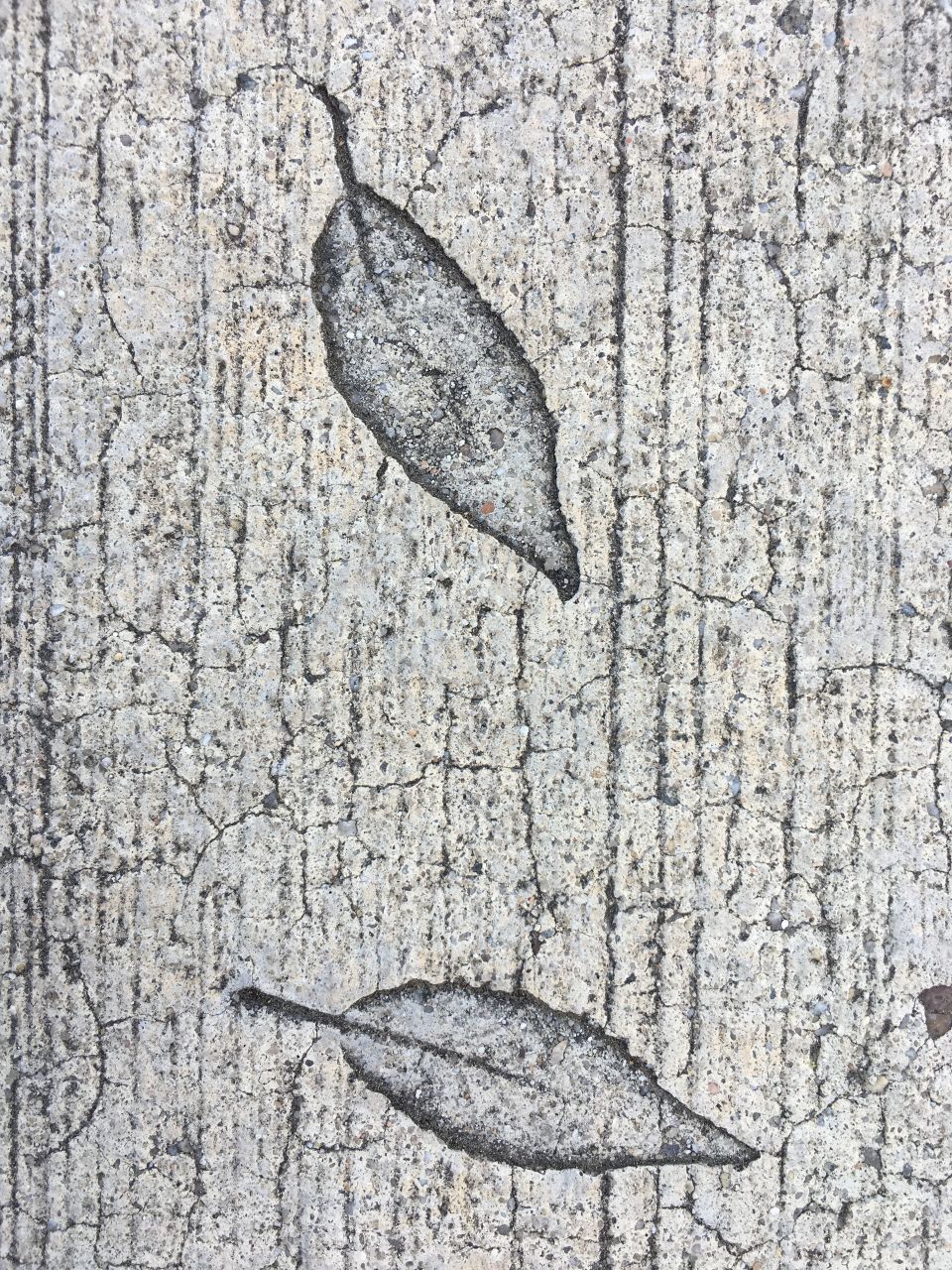Leaf impressions in concrete 