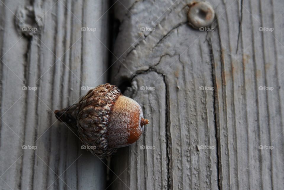 acorn on dock.