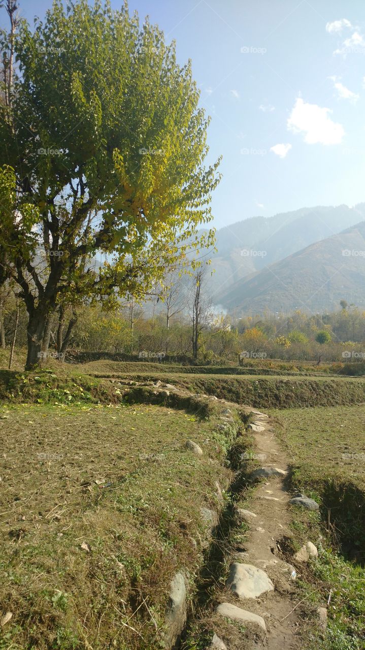 Fields Of Bandipore