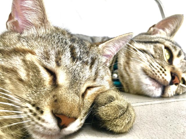 The thinking and dreaming cat
