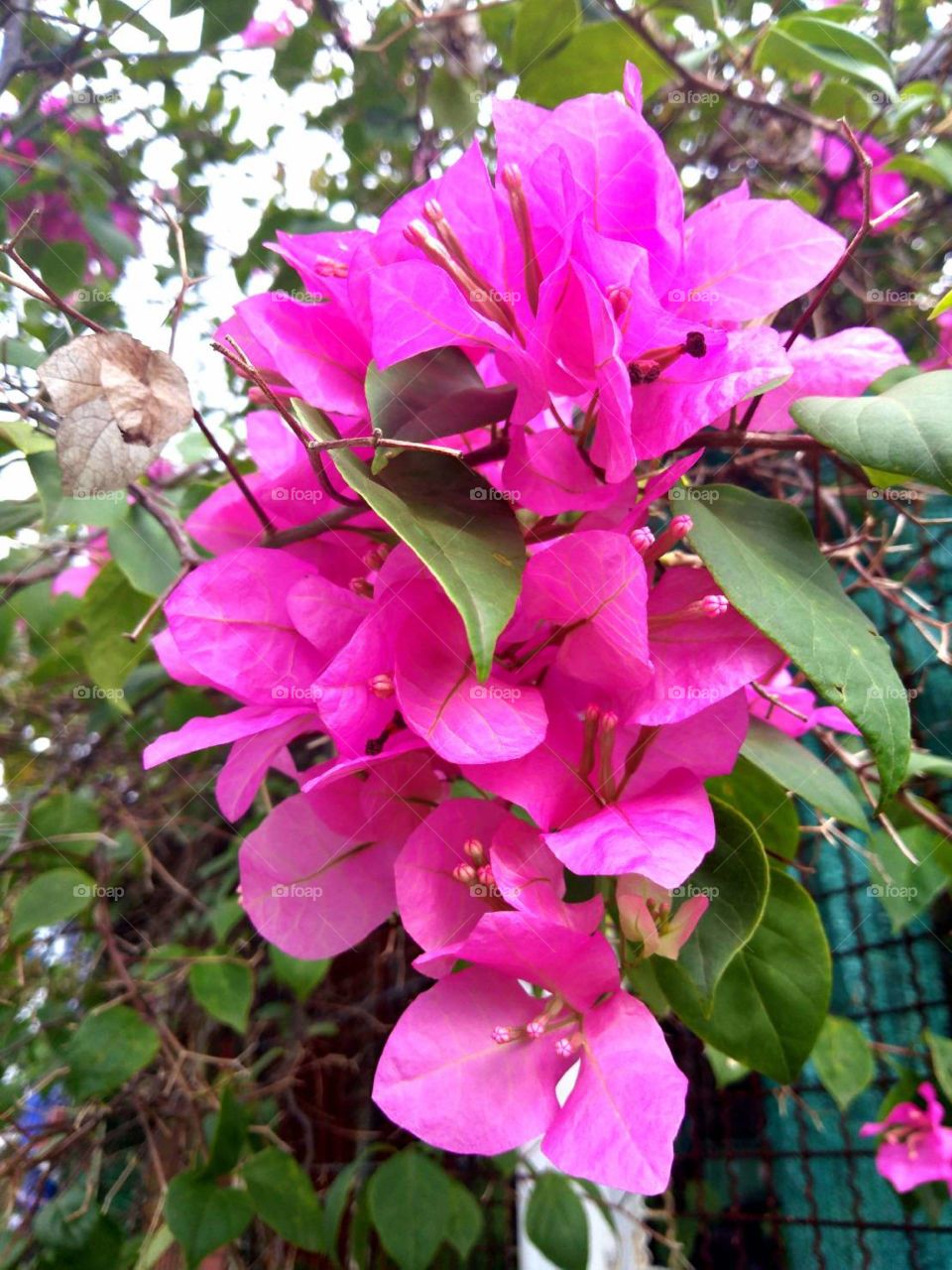 Pink Bougainvilea flower.