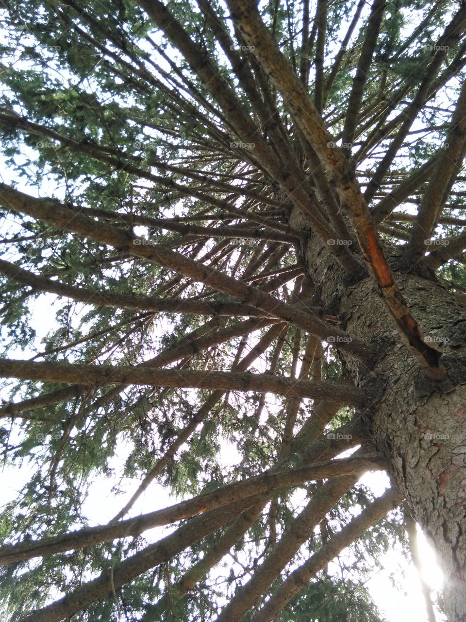 look up through the branches. point of view shot, looking up through pine boughs
