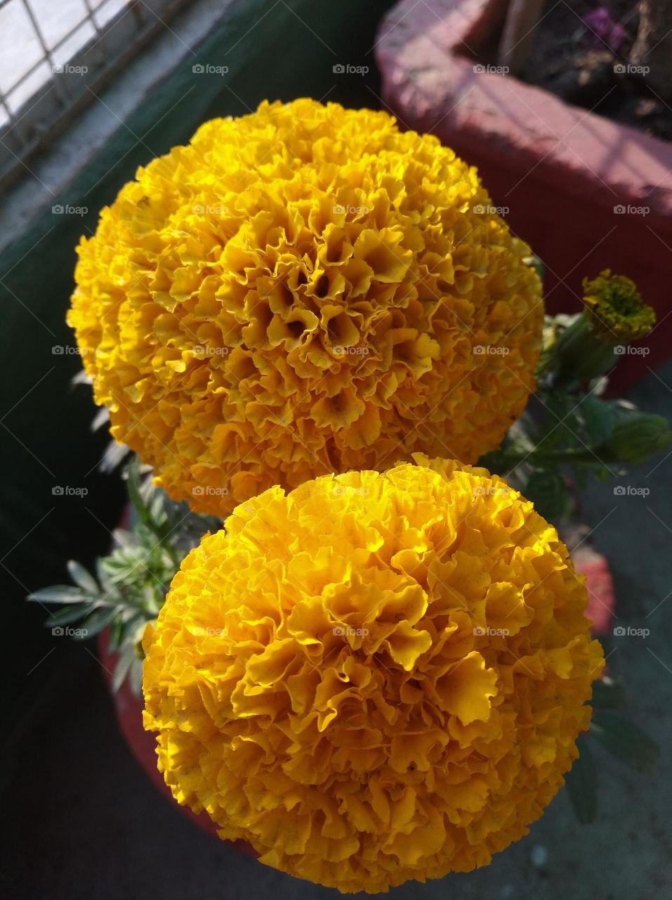 marigold flower yellow fresh seasonal looking very beautiful generally found everywhere fresh seasonal