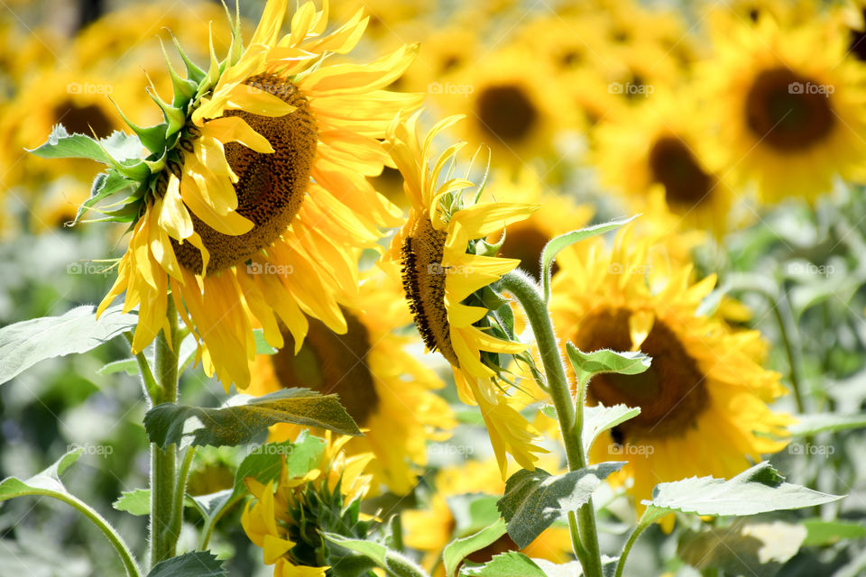 Nature, Summer, Flora, Flower, Sunflower