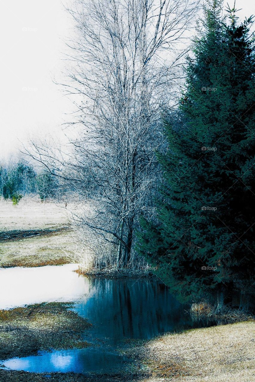 Spring puddle