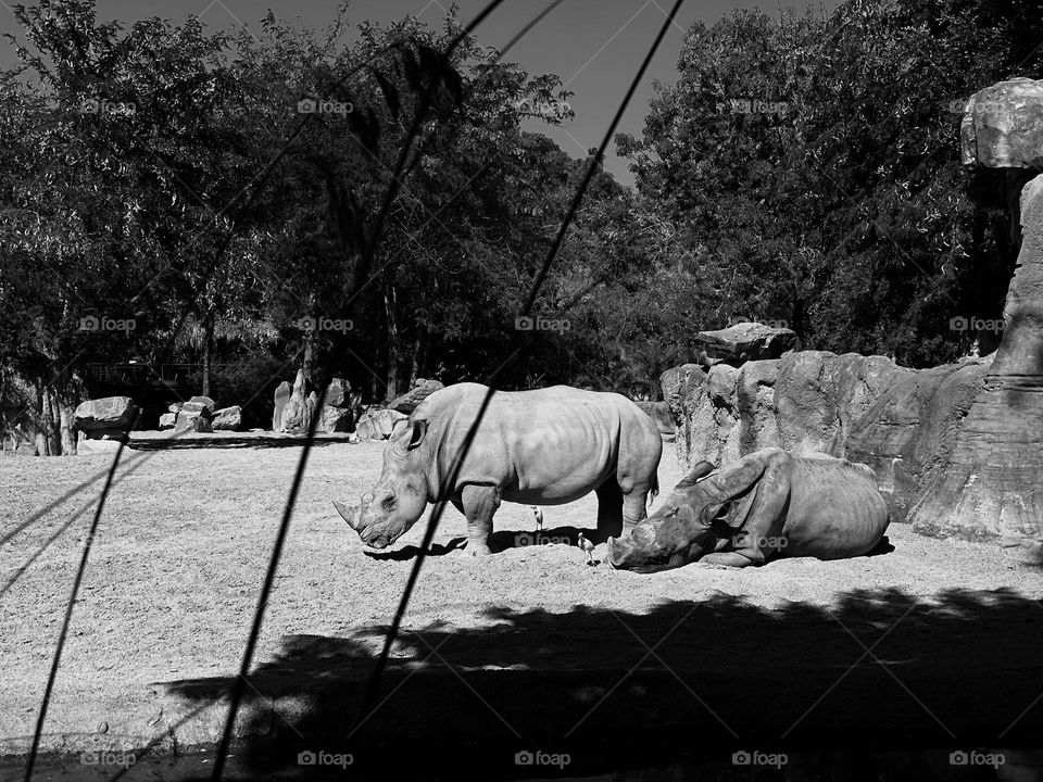 Rinoceronte 