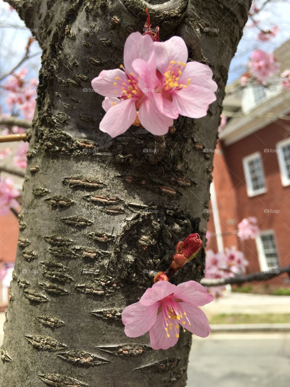 Cherry blossoms in April in CT