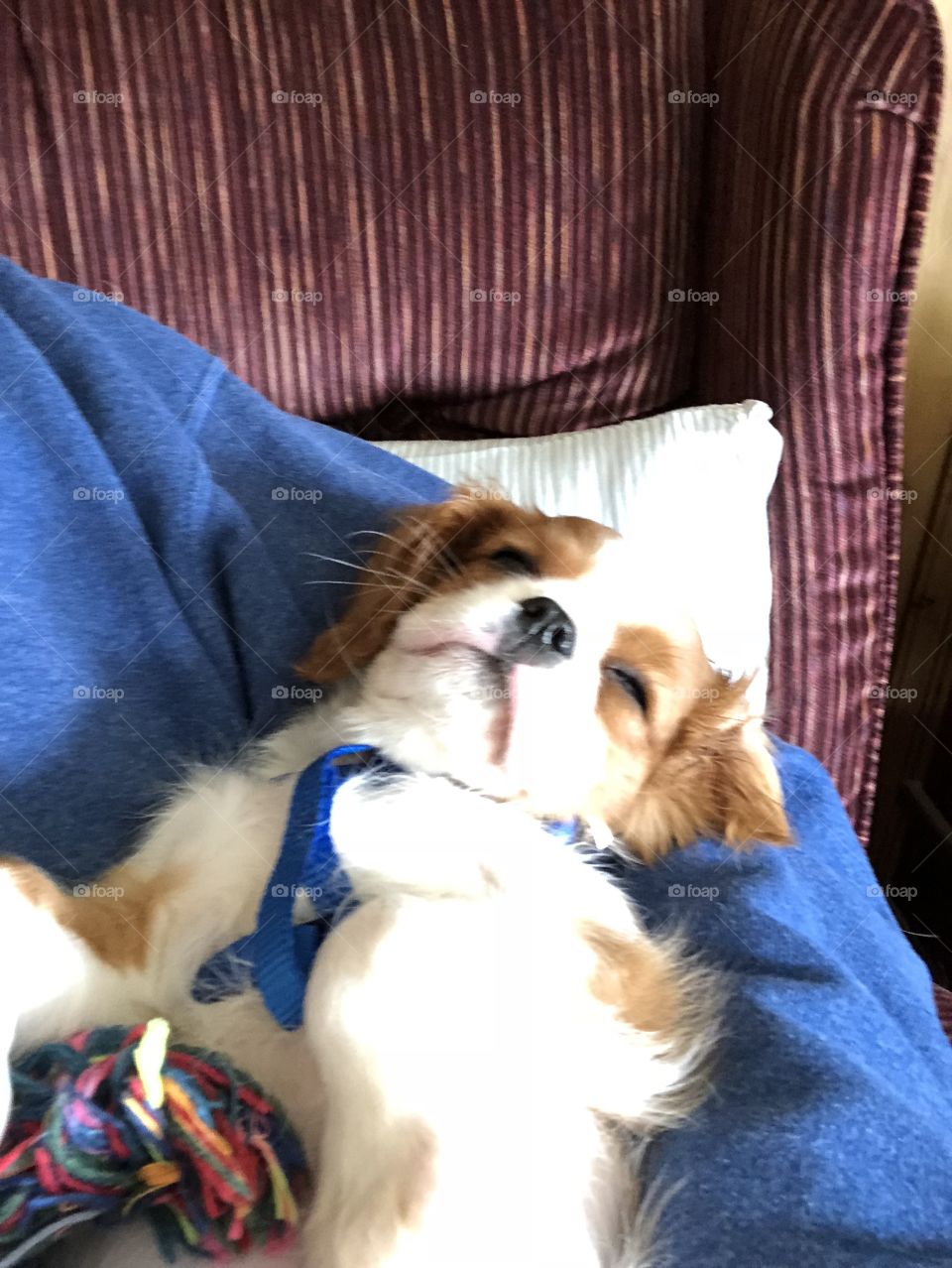 Lucy is sleepy from playing 