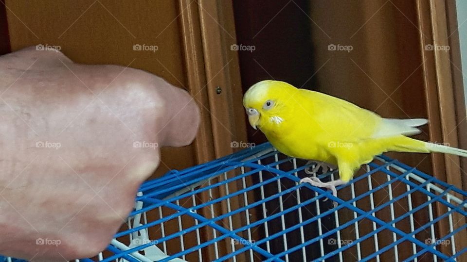 Cute yellow budgerigar