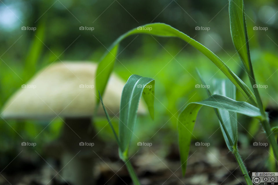 Mushroom grass