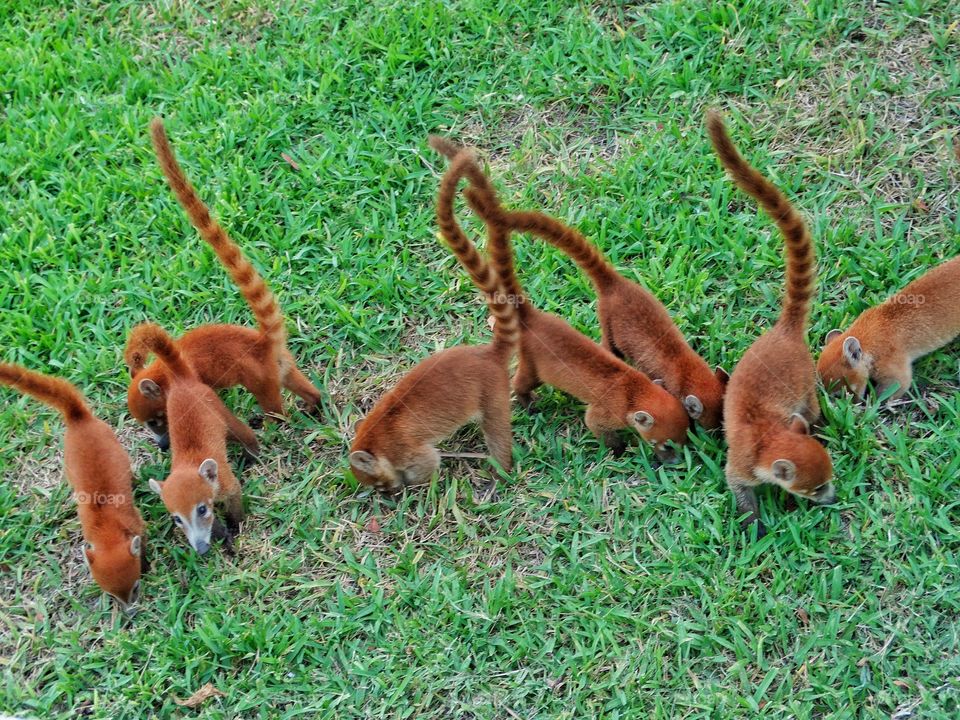 Young Coati
