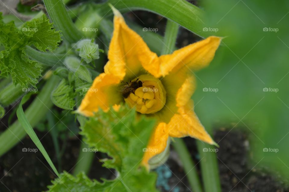 flower of gourd