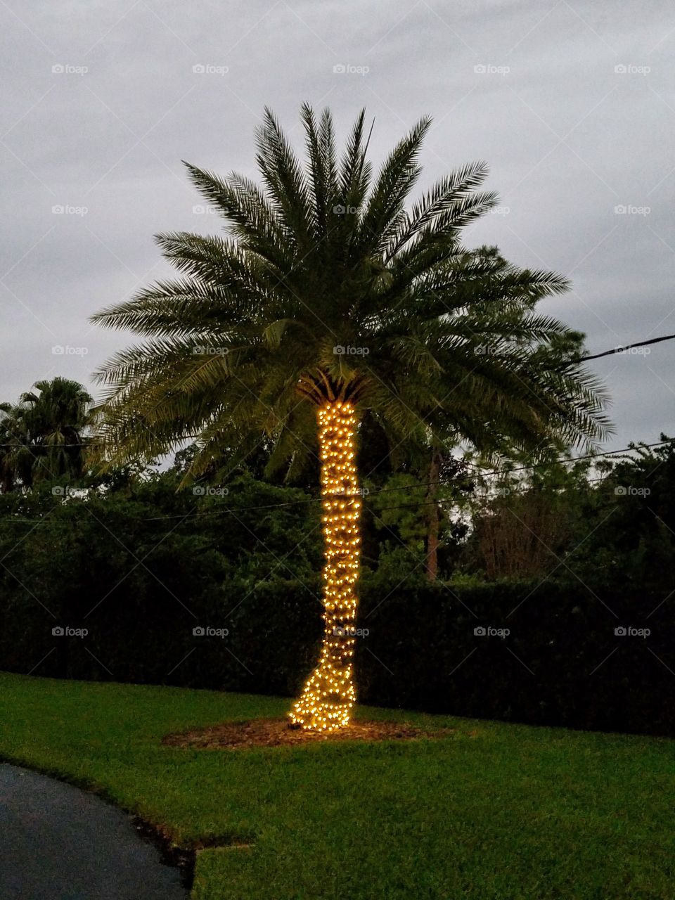 Florida Palm wrapped with Christmas Lights