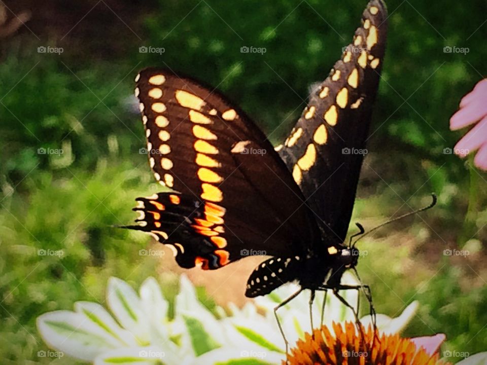 Butterfly