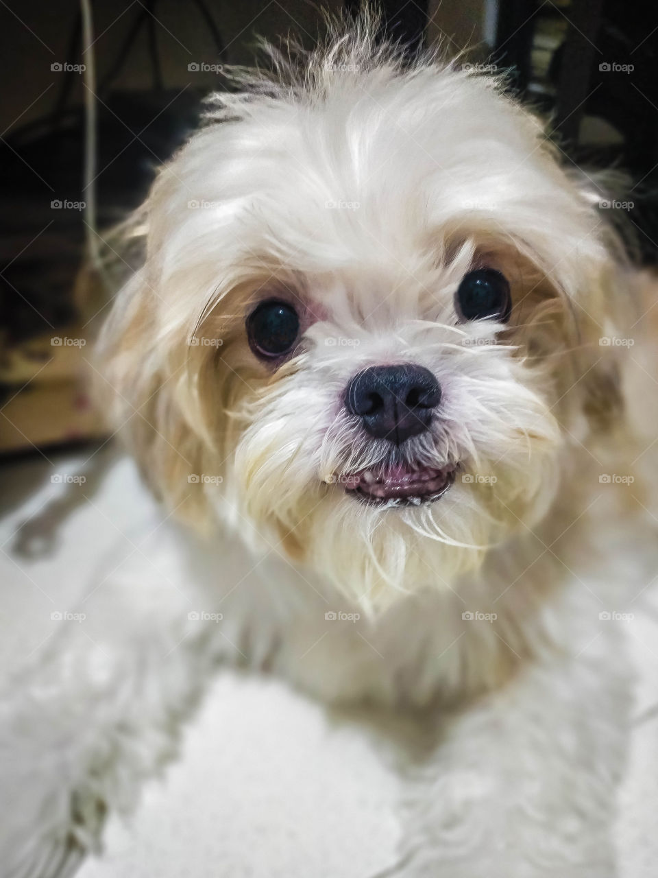 Docky Handsome Smile