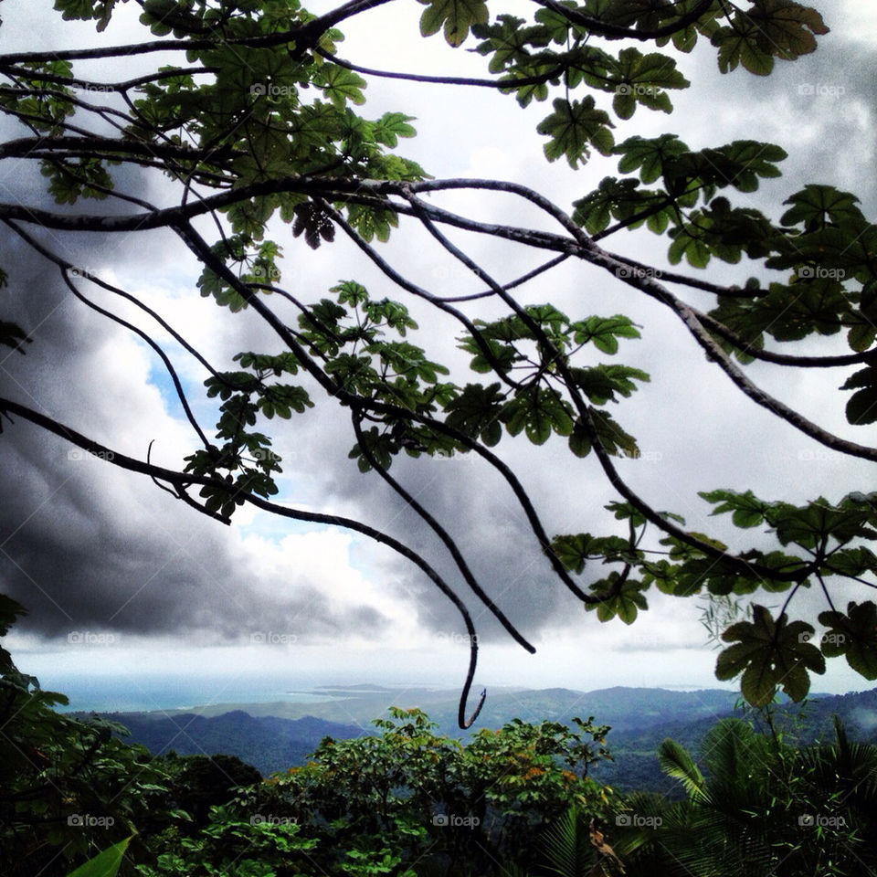 Top of the rainforest in Puerto Rico.