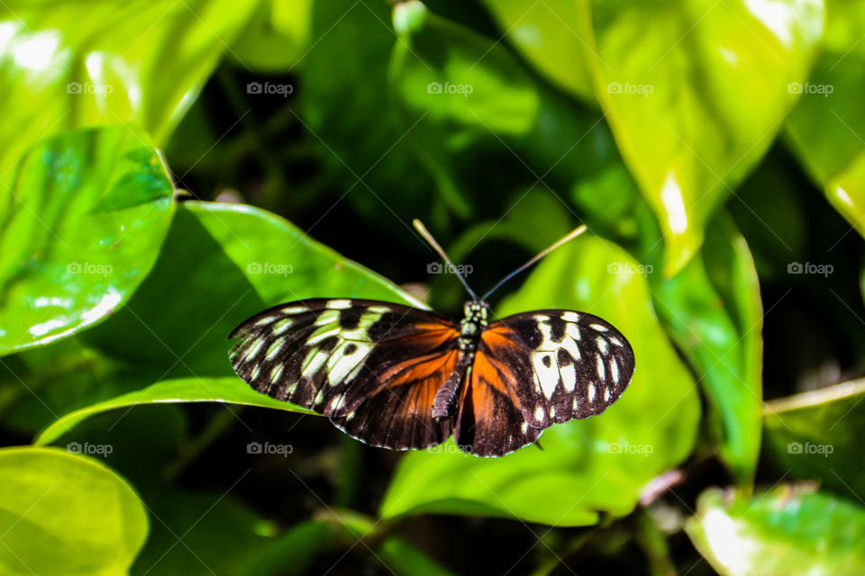 Butterfly On Leaf