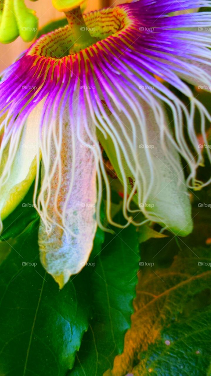 "Vibrant Passion Flower"
