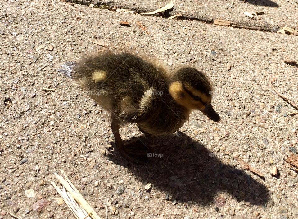 Baby duck