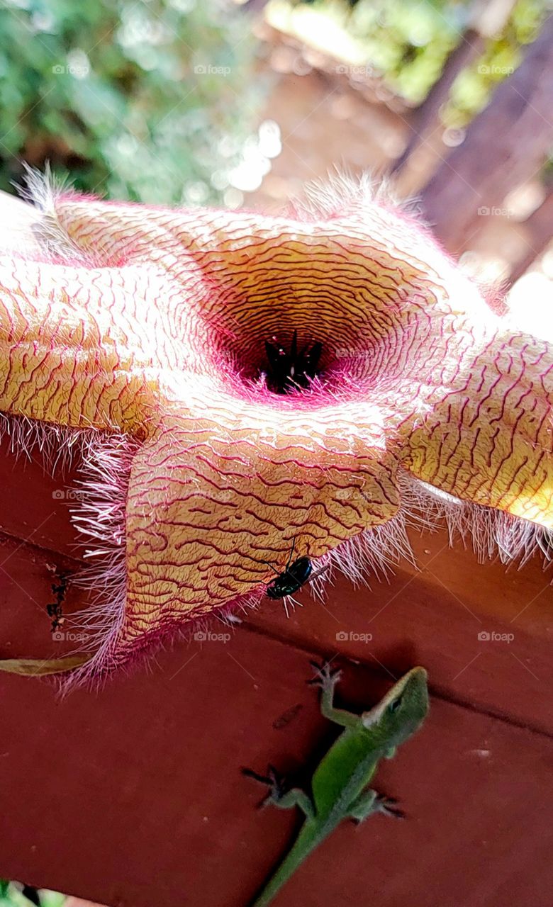 Starfish plant gecko with his eye on the prize
