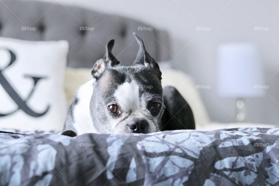 Charlie the Boston Terrier