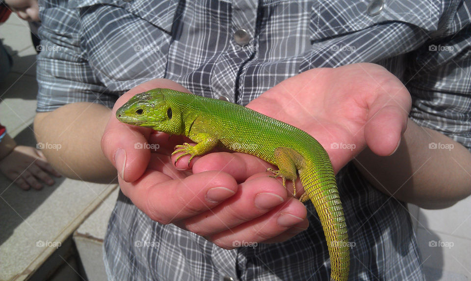 Big green lizard in the hands