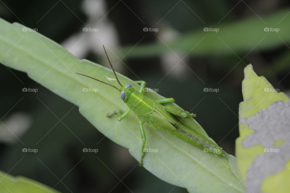 green grashopper