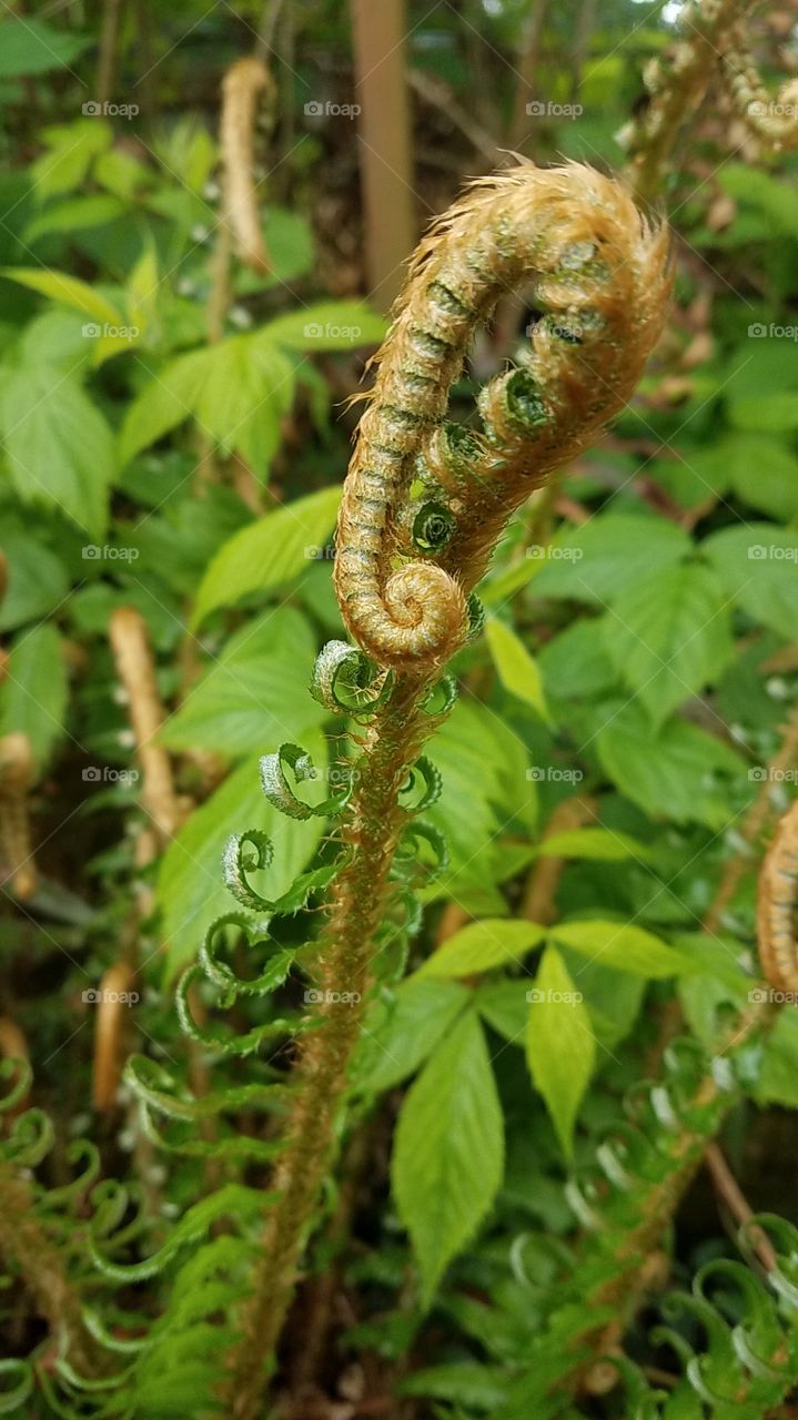 curly fern