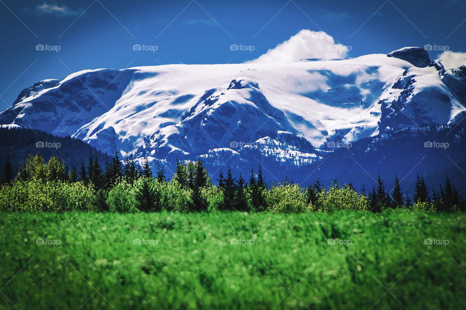 Landscape of the glacier given the name of Queneesh, (the Great White Whale), by the K’omoks First Nation. In the foreground verdant green fields with grasses blowing in the wind & behind the fields tall trees are dwarfed by the giant glacier. 
