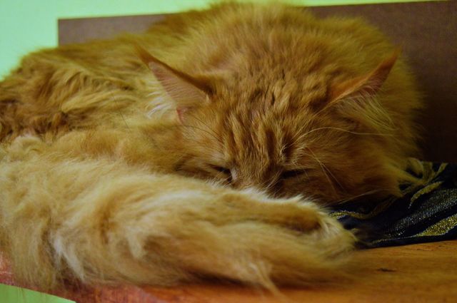 fluffy cat