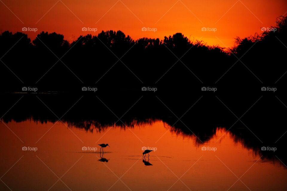 Waterfowl silhouette sunset