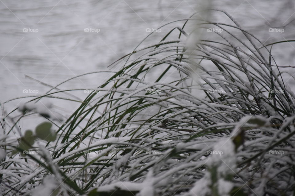 Cold Grass