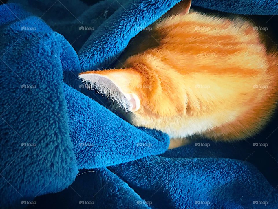 Orange cat sleeping on blue blanket