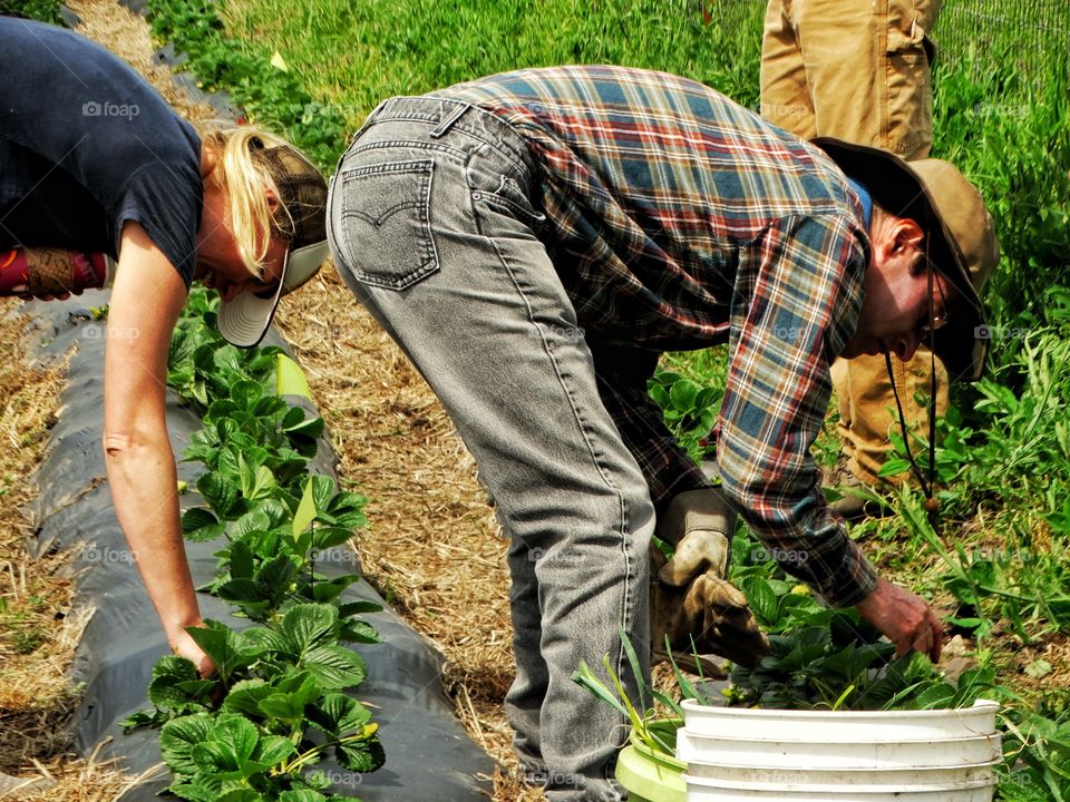 Farmers Bent Over Harvesting Crops