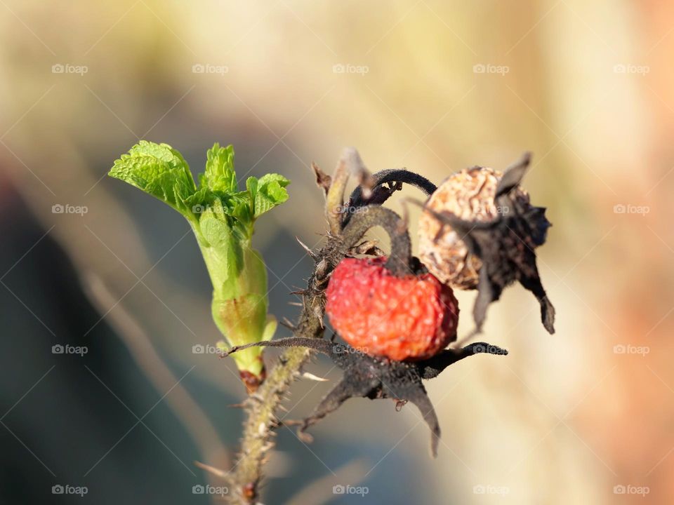 New life and weathered fruit