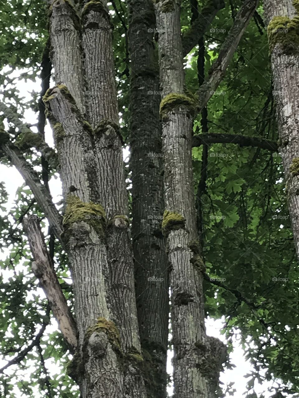 I love the bark pattern on these trees