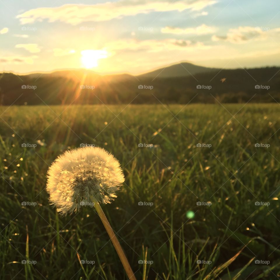 Dandelion in the Sunset Light 