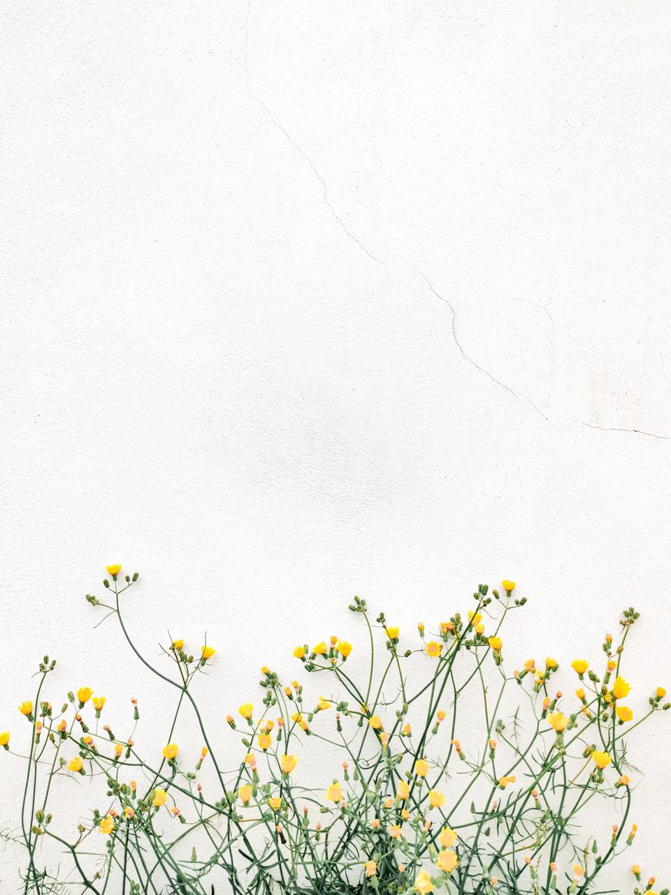 White wall, small yellow flowers