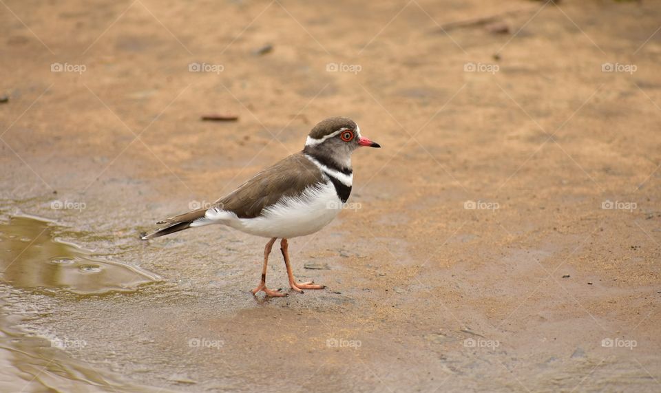 A Simply Beautiful Bird
