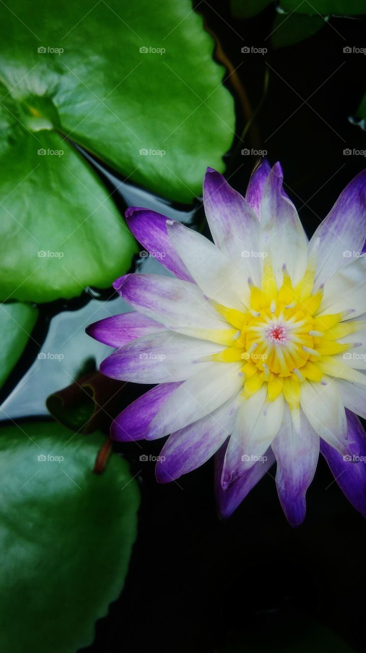 Beautiful purple lotus flower in the garden