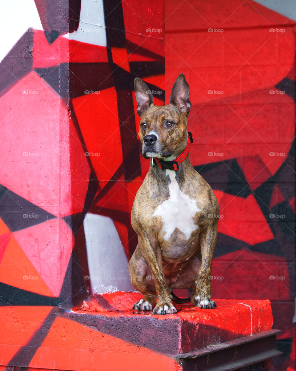 Laika and a red wall