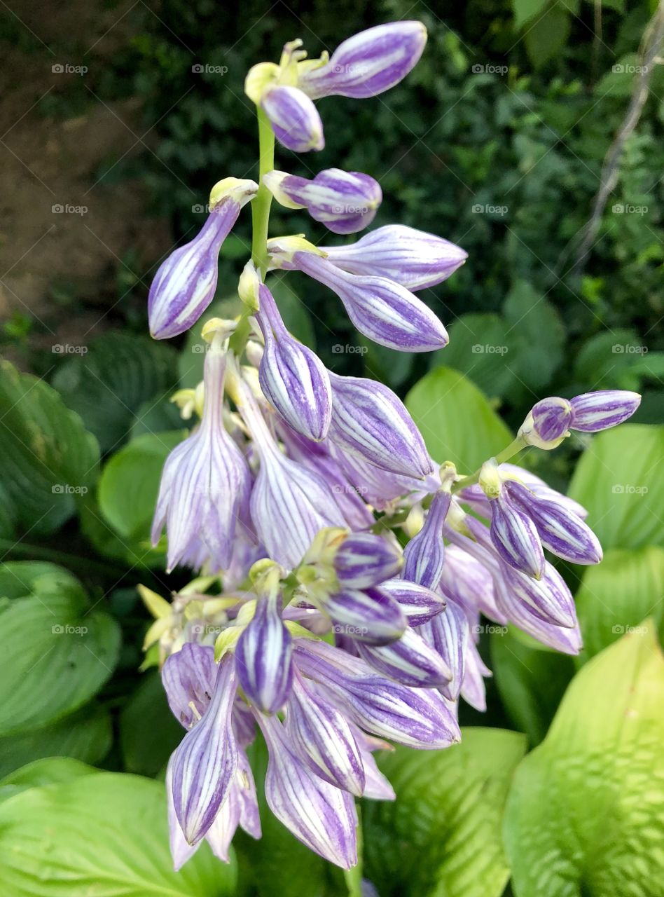 Purple and White Flower