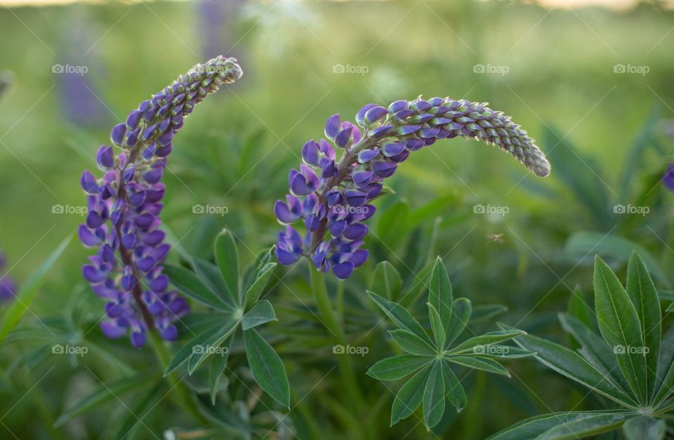 summer flowers